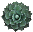 Small succulent plant